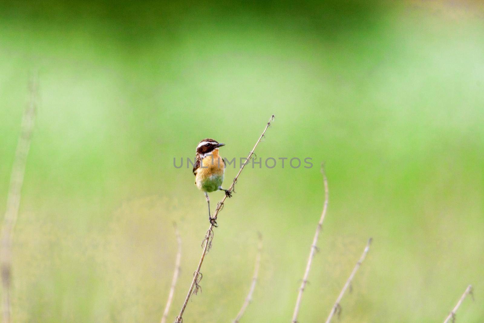 Stonechat. A small birdie, the size of a robin, is sitting in a thin grass sprig, in summertime, among the endless fields of Russia. The concept of wildlife and its conservation.