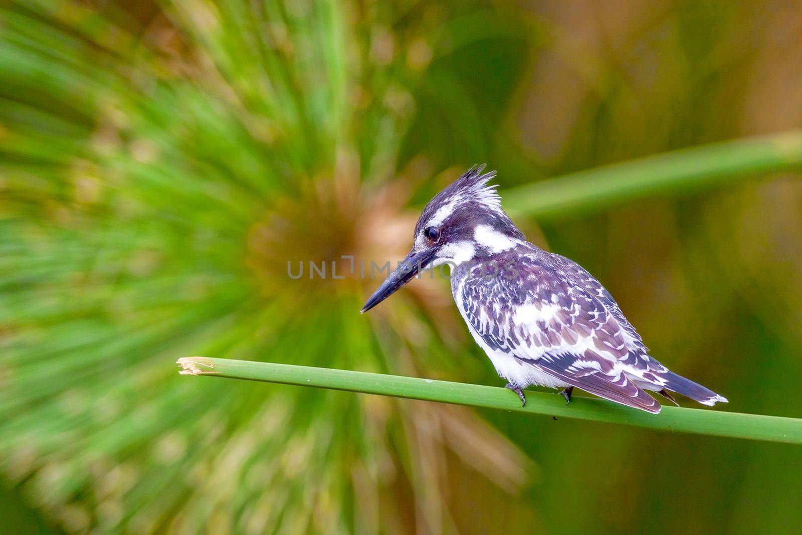 A kingfisher sits on a branch among the greenery on Lake Nakuru Kenya. National park. Wildlife concept.