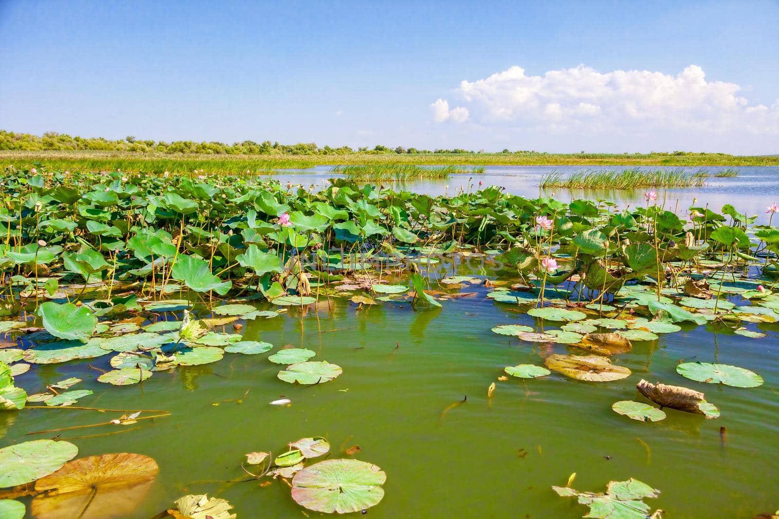 Flowers and lotus leaves among a large lake in the Krasnodar region, Russia.