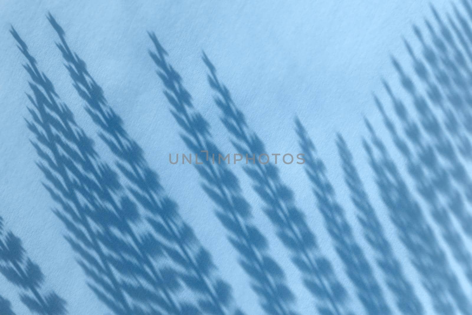 Creative copyspace with flower shadows on a soft blue wall by lavsketch