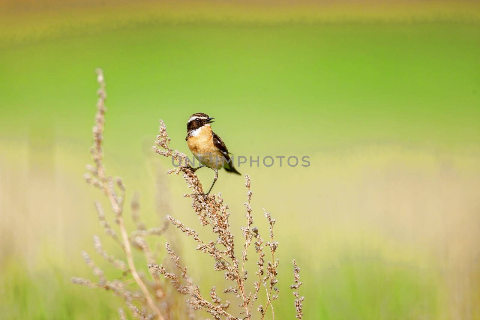 Stonechat. A small birdie, the size of a robin, is sitting in a thin grass sprig, in summertime, among the endless fields of Russia. The concept of wildlife and its conservation.