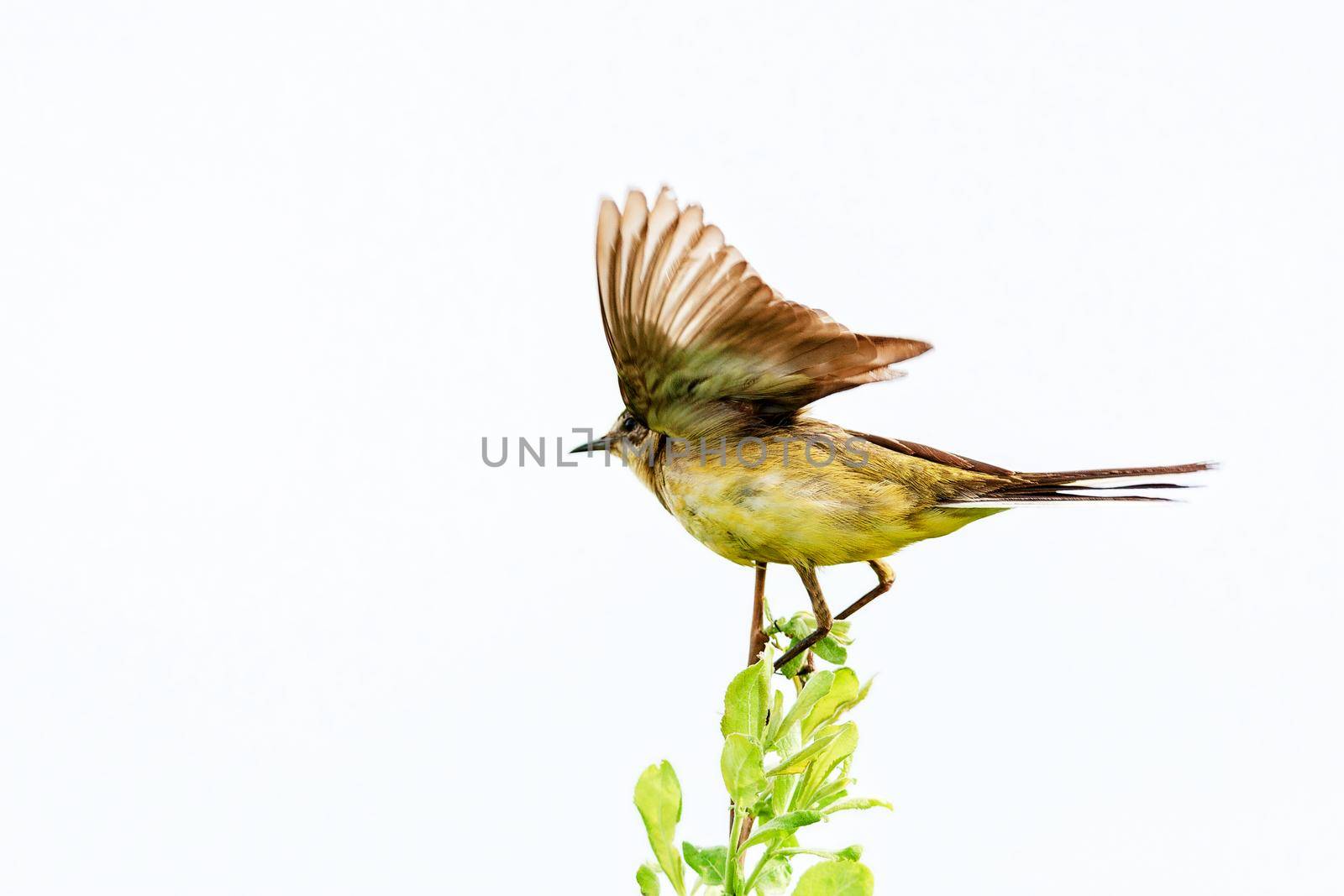 A little bird is sitting on a branch, summer time, Russia. by kolesnikov_studio