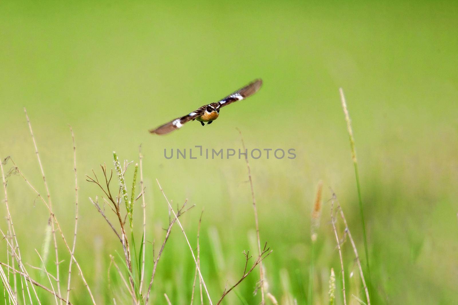 Stonechat. A small bird, the size of a robin, flies in the summer among the endless fields of Russia. The concept of wildlife and its preservation.