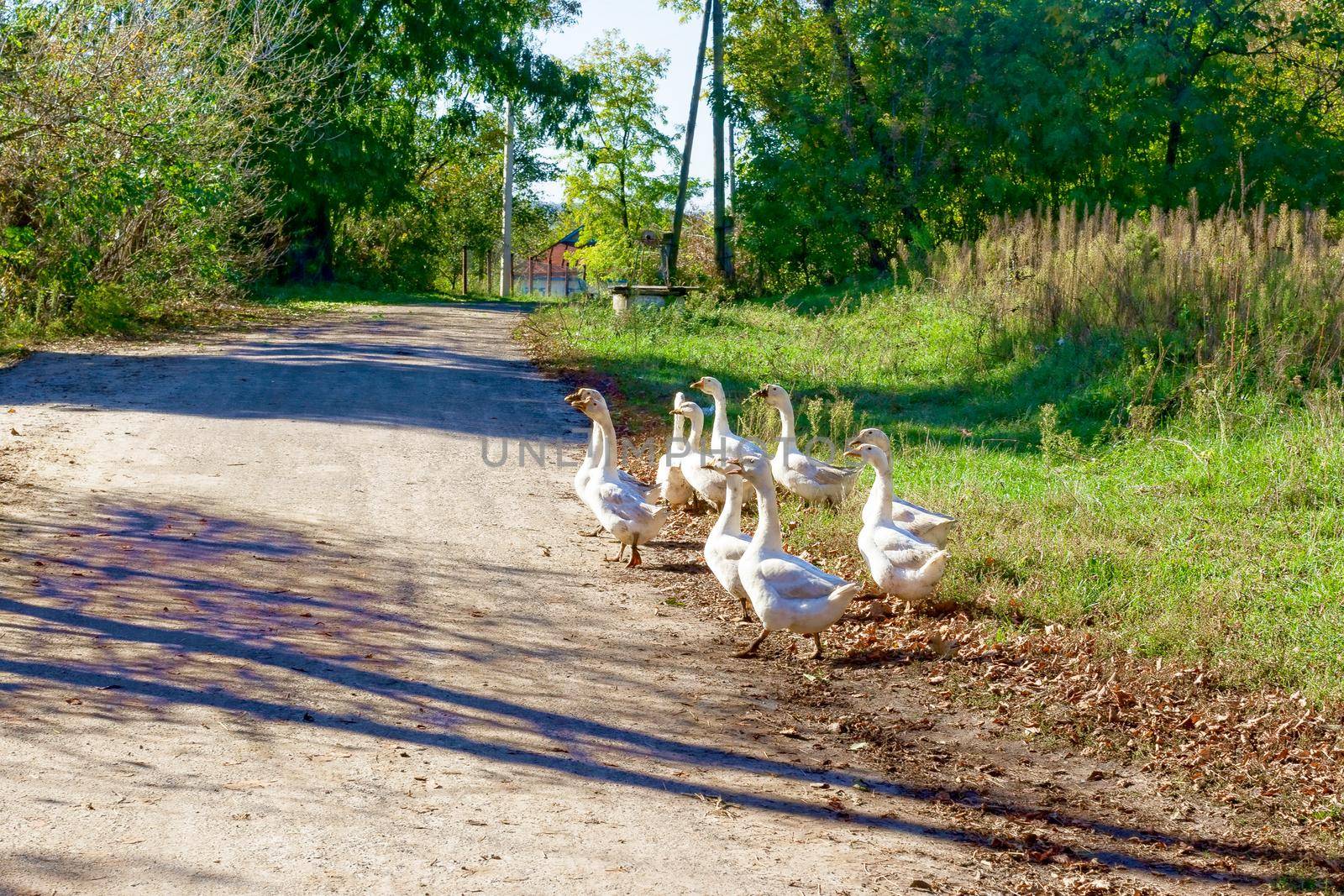 A flock of geese cross the village road. Ukraine, the village of Olshana. Rural life concept.