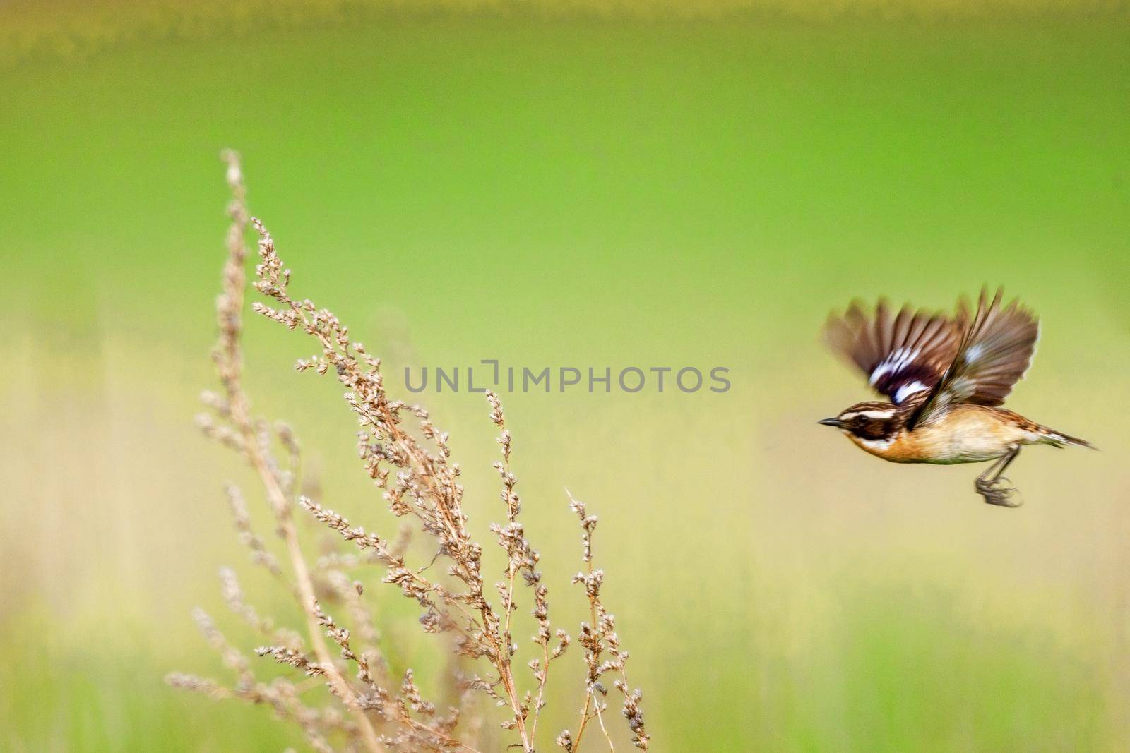 Stonechat. Stonechats are robin sized birds. by kolesnikov_studio