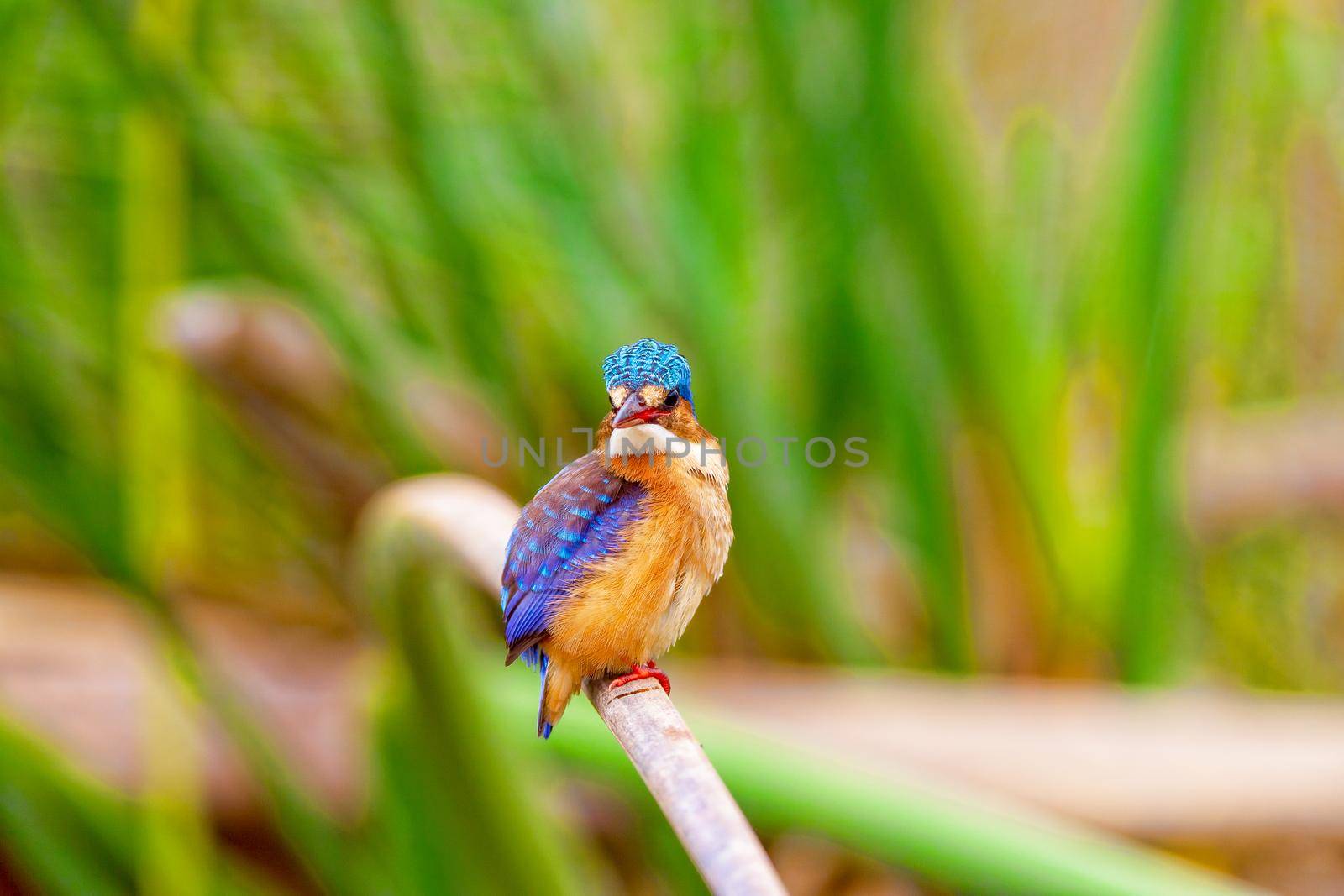 A kingfisher sits on a branch among the greenery on Lake Nakuru Kenya. National park. Wildlife concept.