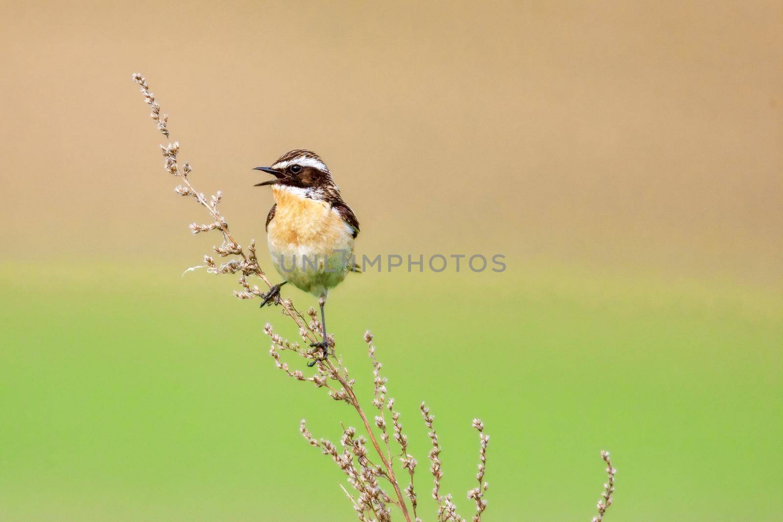 Stonechat. A small birdie, the size of a robin, is sitting in a thin grass sprig, in summertime, among the endless fields of Russia. The concept of wildlife and its conservation.