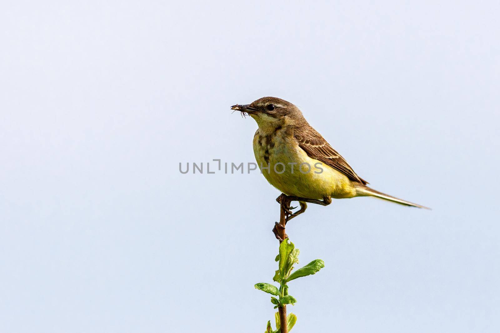 The bird sits on a twig and holds an insect in its beak. Wildlife concept. Russia Moscow region.