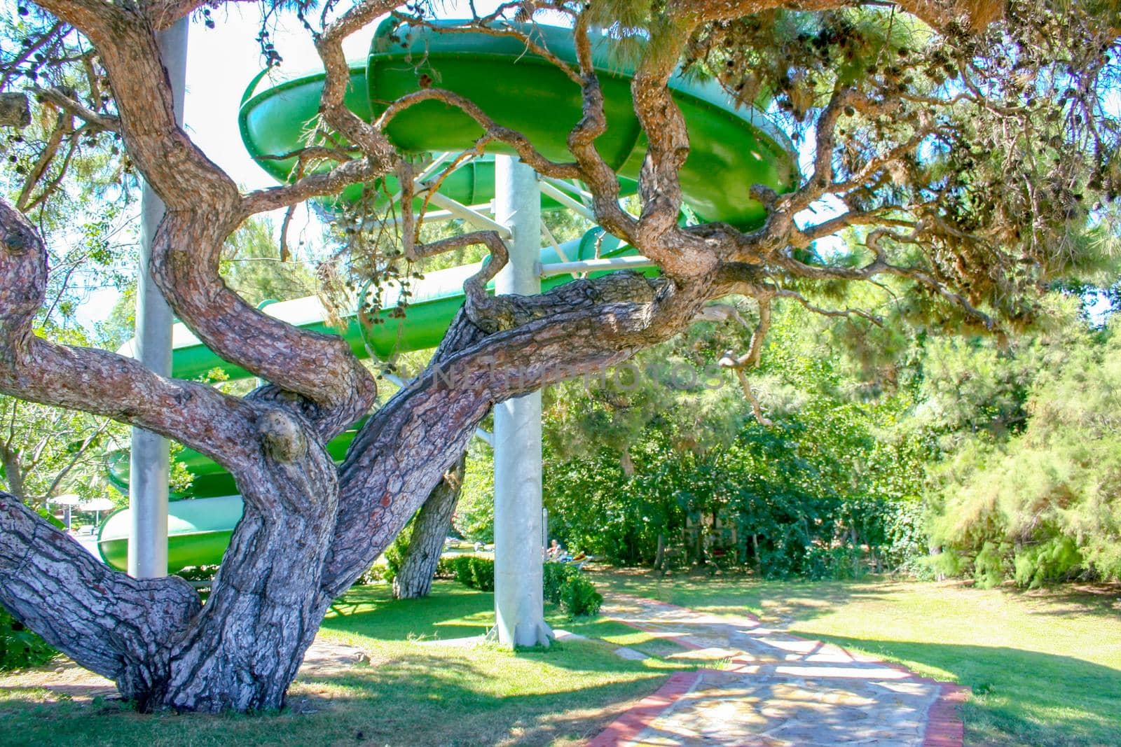 A huge branching tree near the waterslide in the hotel Turkey. Family vacation concept in summer.