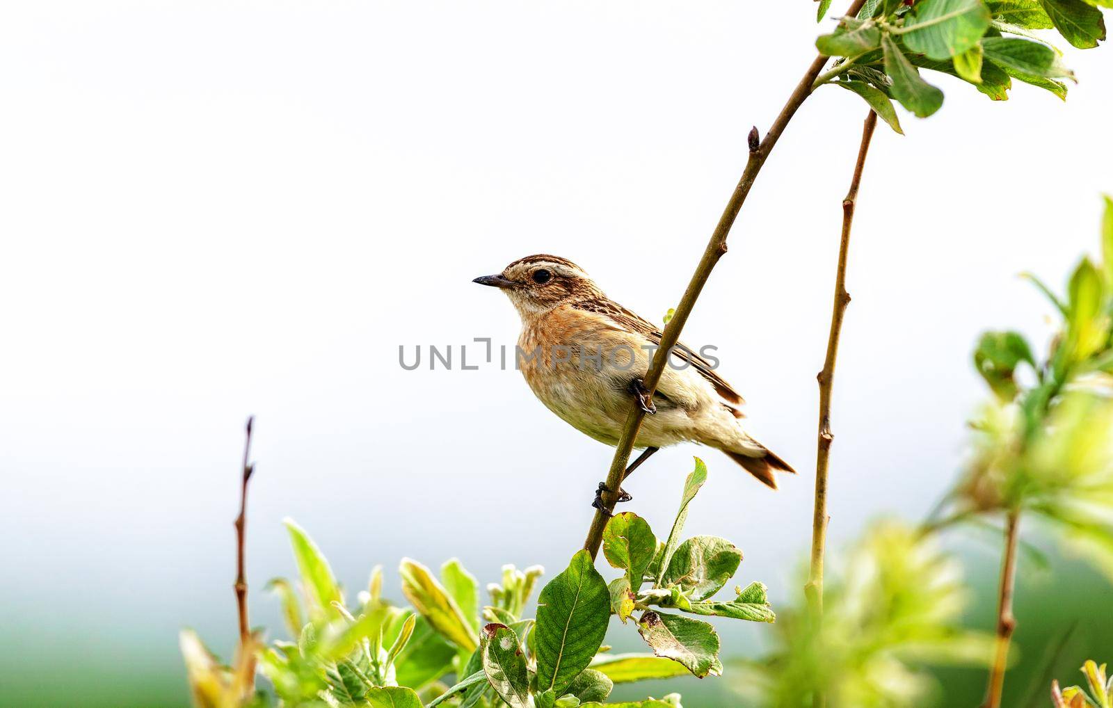 A small bird of a passerine squad is sitting on a branch. Concept of wildlife, summer, Russia, Moscow region.