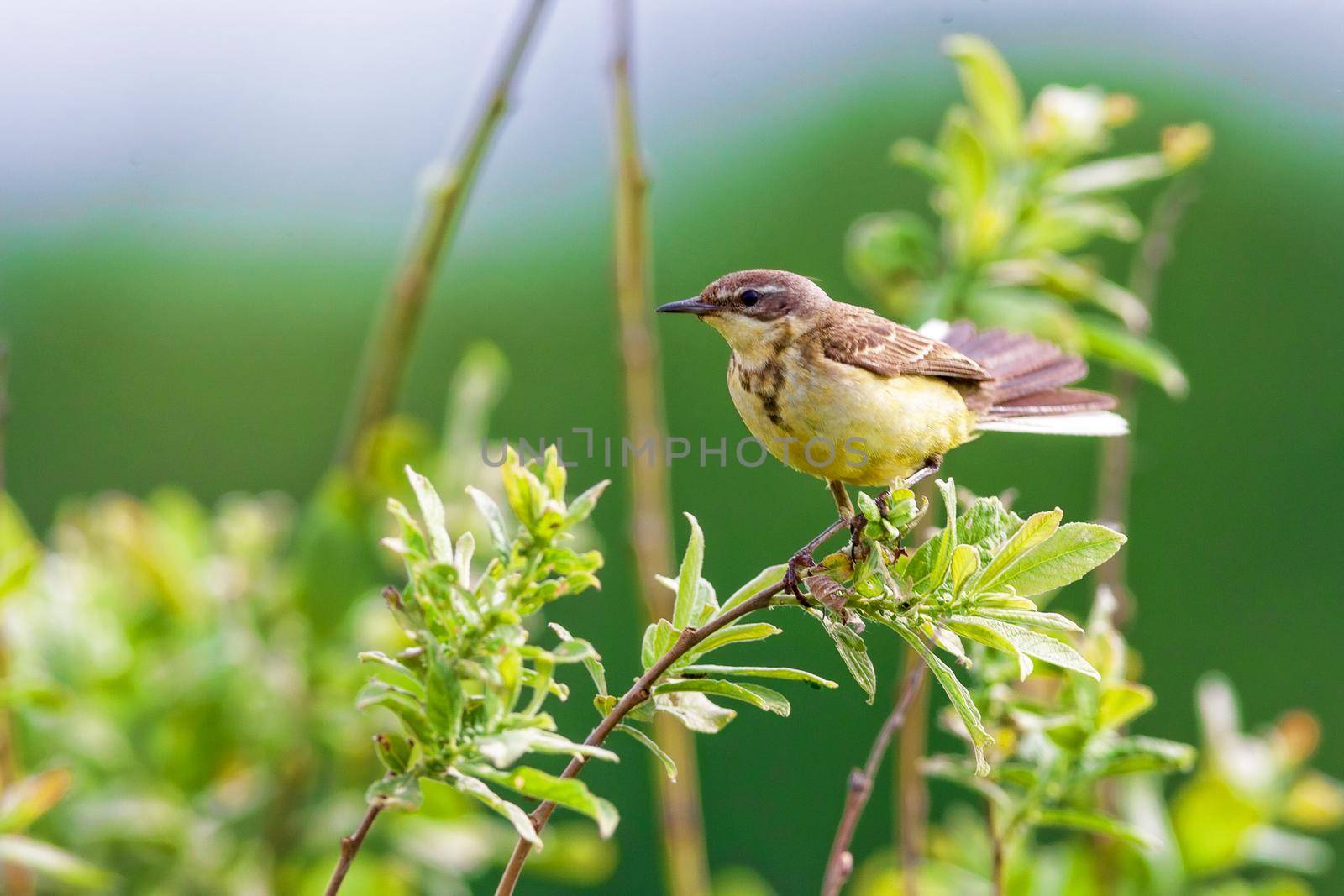 A small bird of a passerine squad is sitting on a branch. Concept of wildlife, summer, Russia, Moscow region.