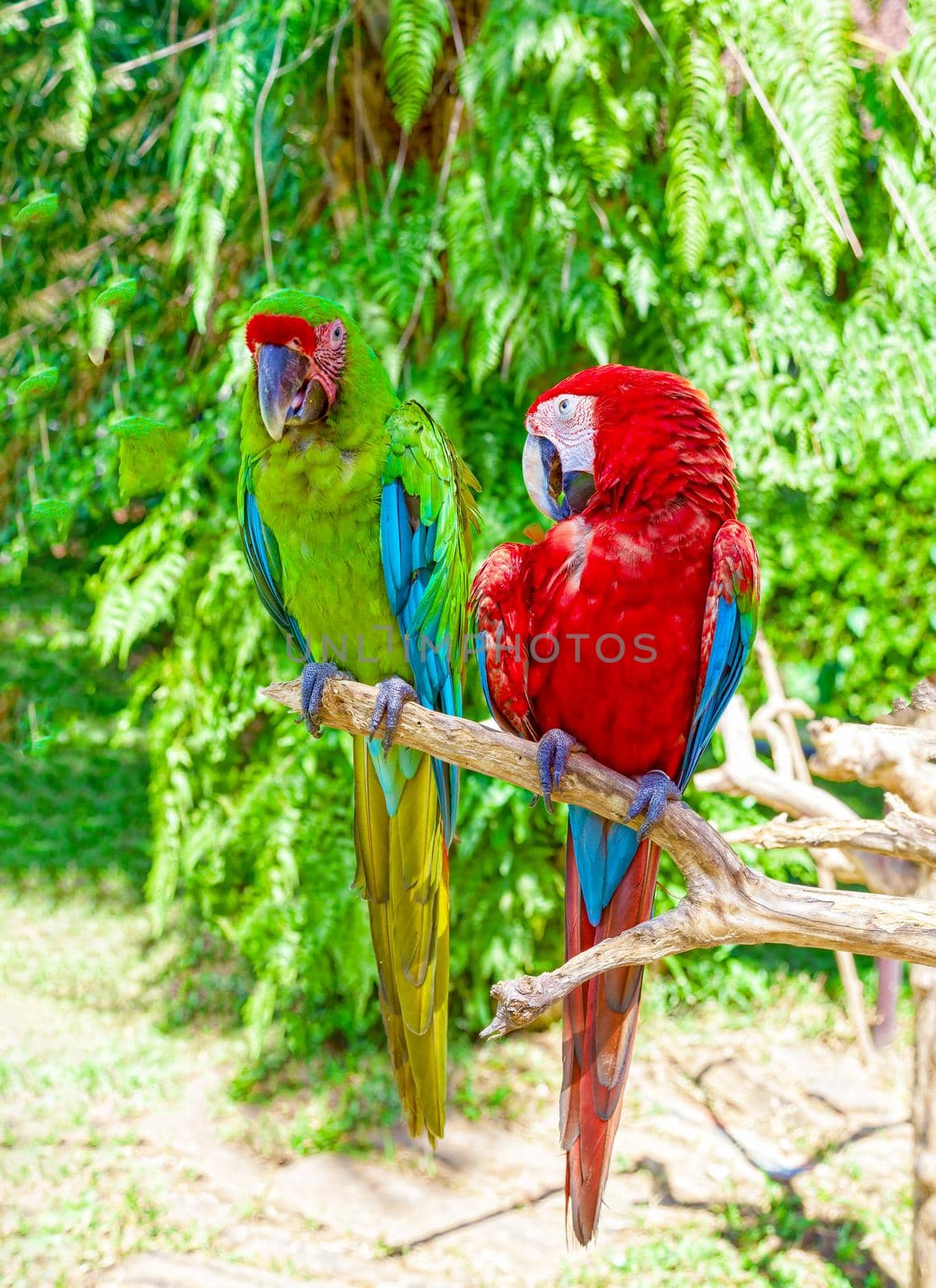 Two macaw parrots are sitting on a branch. by kolesnikov_studio
