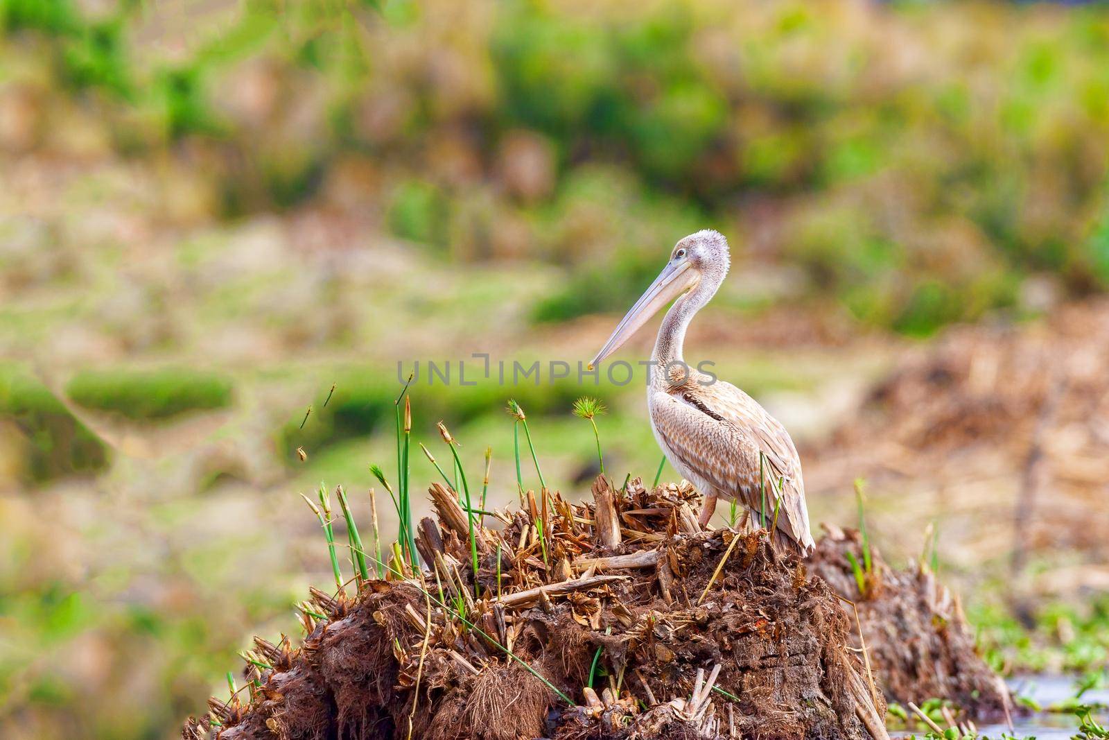 Beautiful young pelican on the shore near the lake nakuru. Kenya.