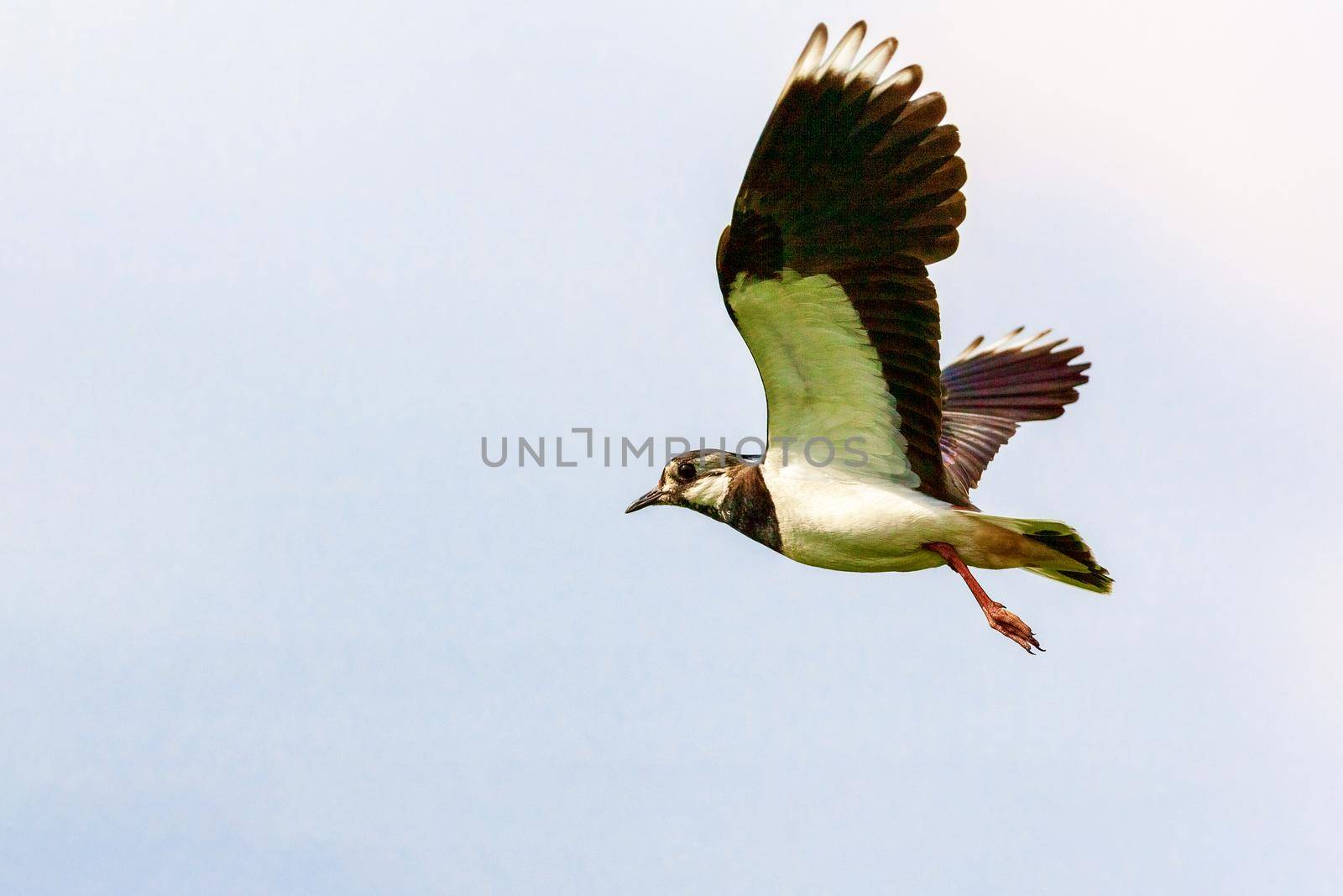 Lapwing flies against the blue sky. Russia. Moscow region. Wildlife concept.