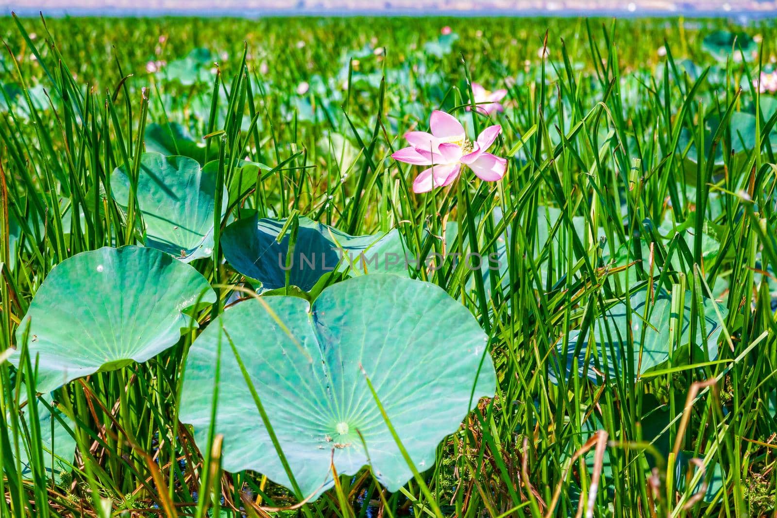 Flowers and lotus leaves among a large lake in the Krasnodar region, Russia.