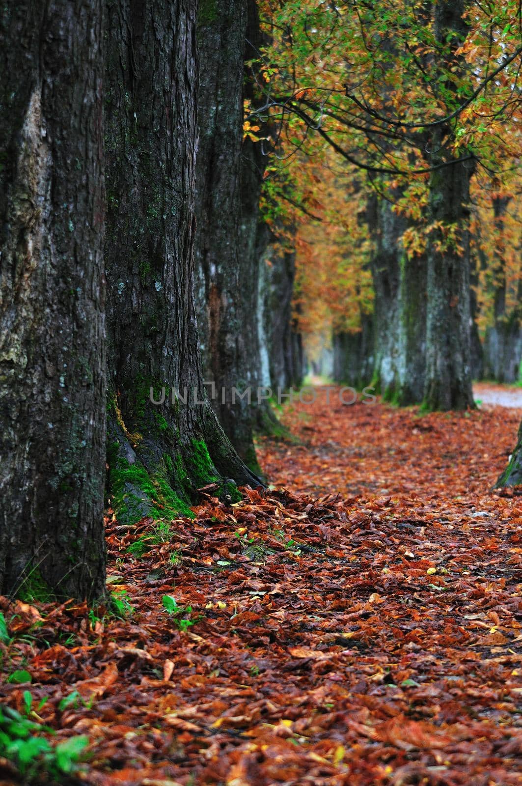 long alley at fall autumn sesson by dotshock