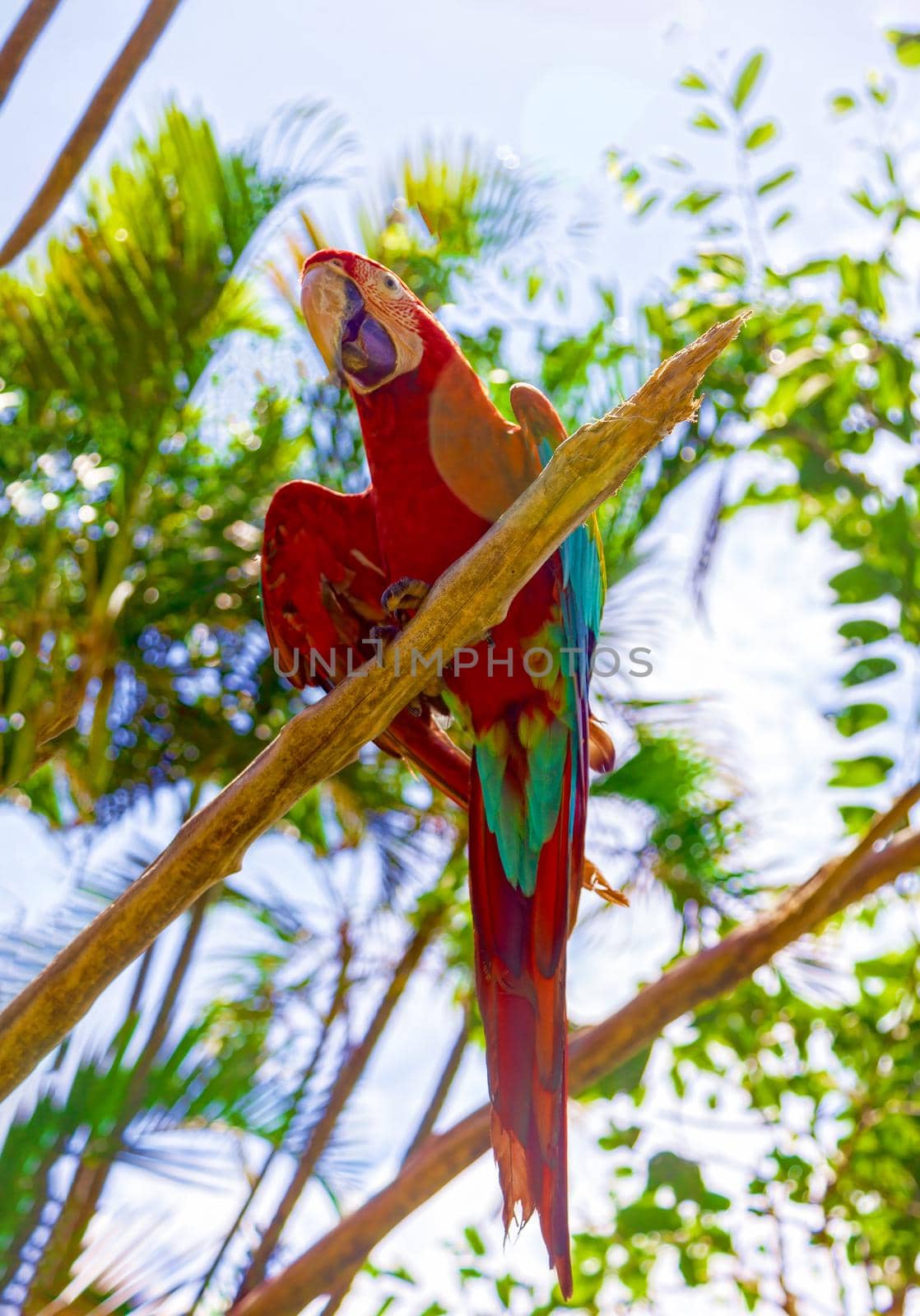 In the middle of the jungle, on a branch sits a beautiful big parrot. Wildlife concept.