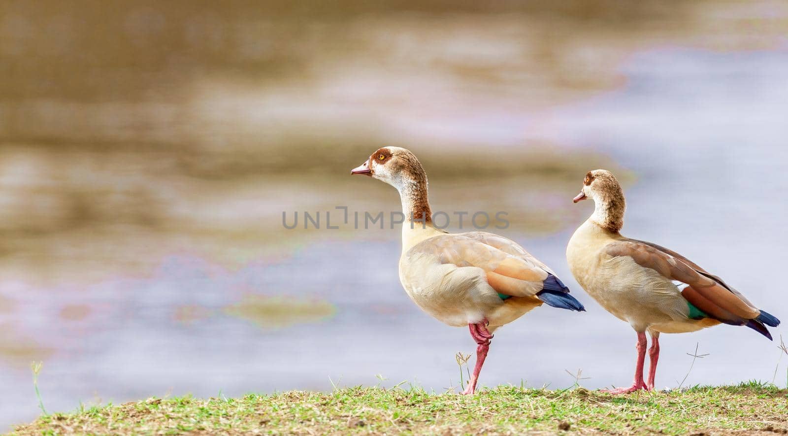 Ducks are resting on the river bank in the protected area of the national park. Kenya Wild nature. Photo Safari.