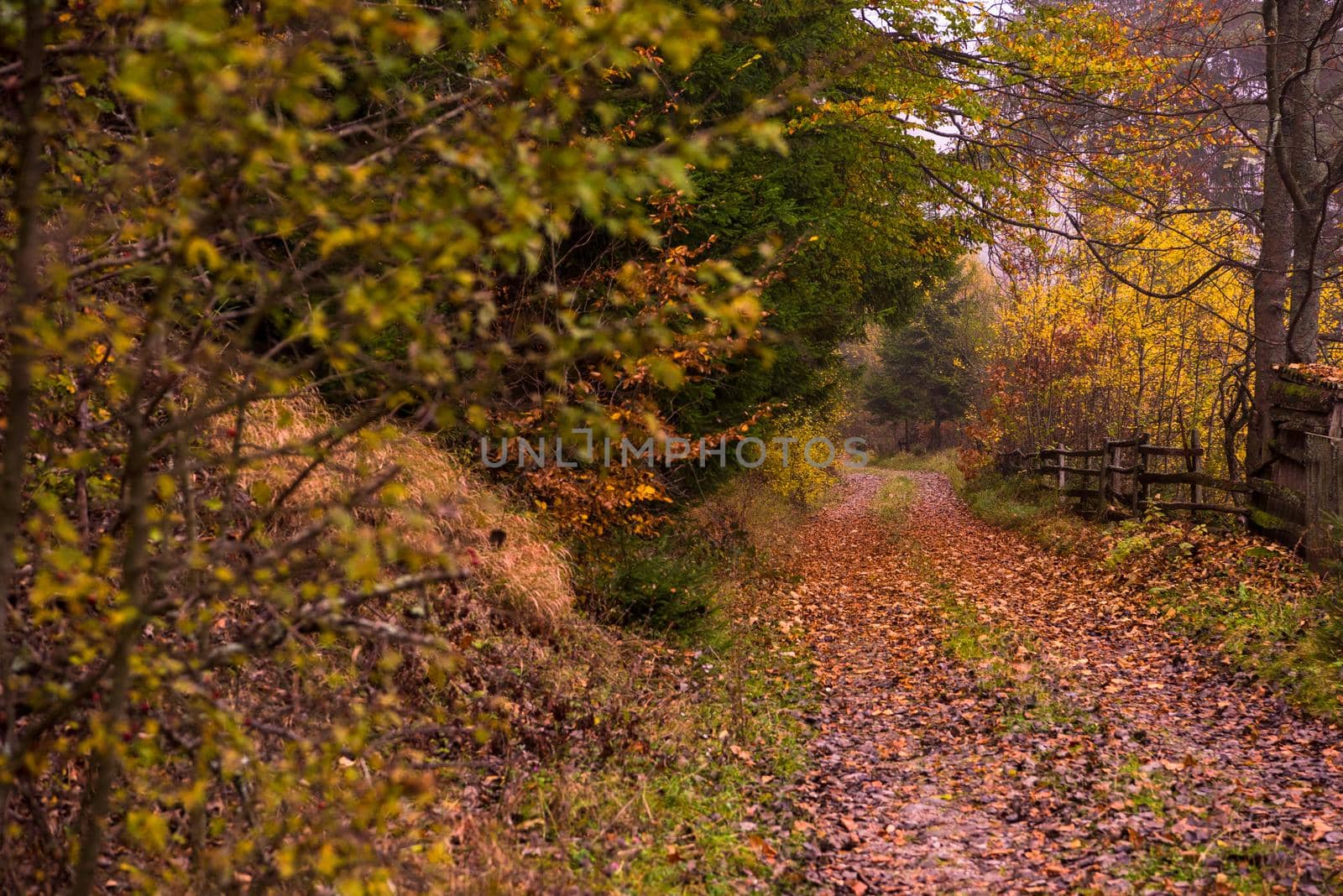 country road through the autumnal forest on a foggy morning