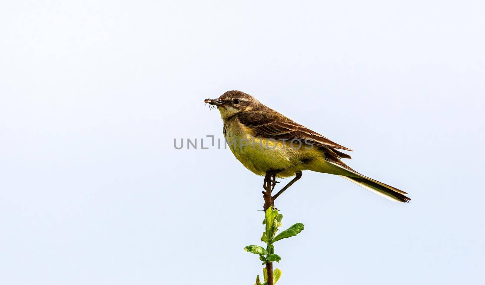 The bird sits on a twig and holds an insect in its beak. Wildlife concept. Russia Moscow region.