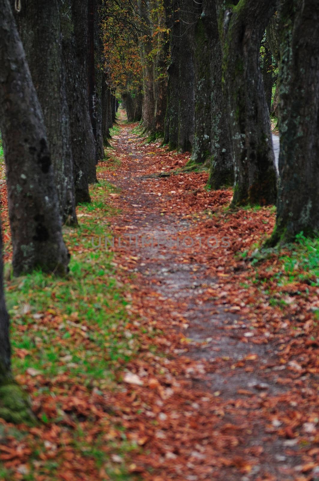 long alley at fall autumn sesson by dotshock