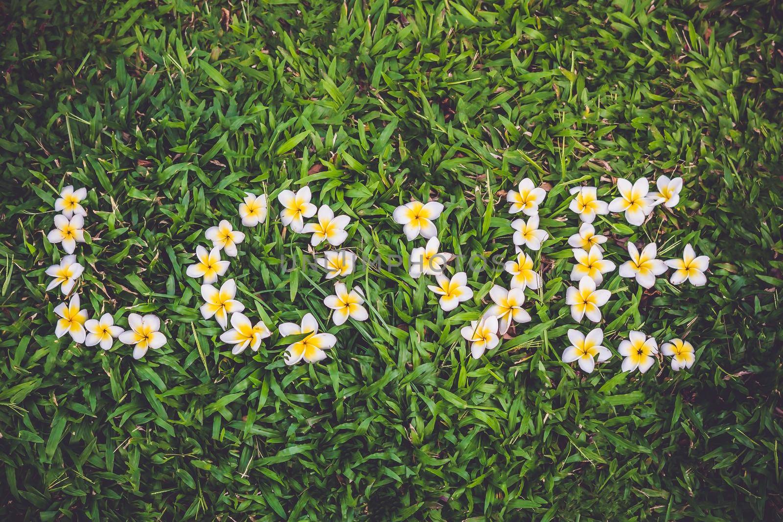 Frangipani flower arrangement as the word love on the green grass by galitskaya