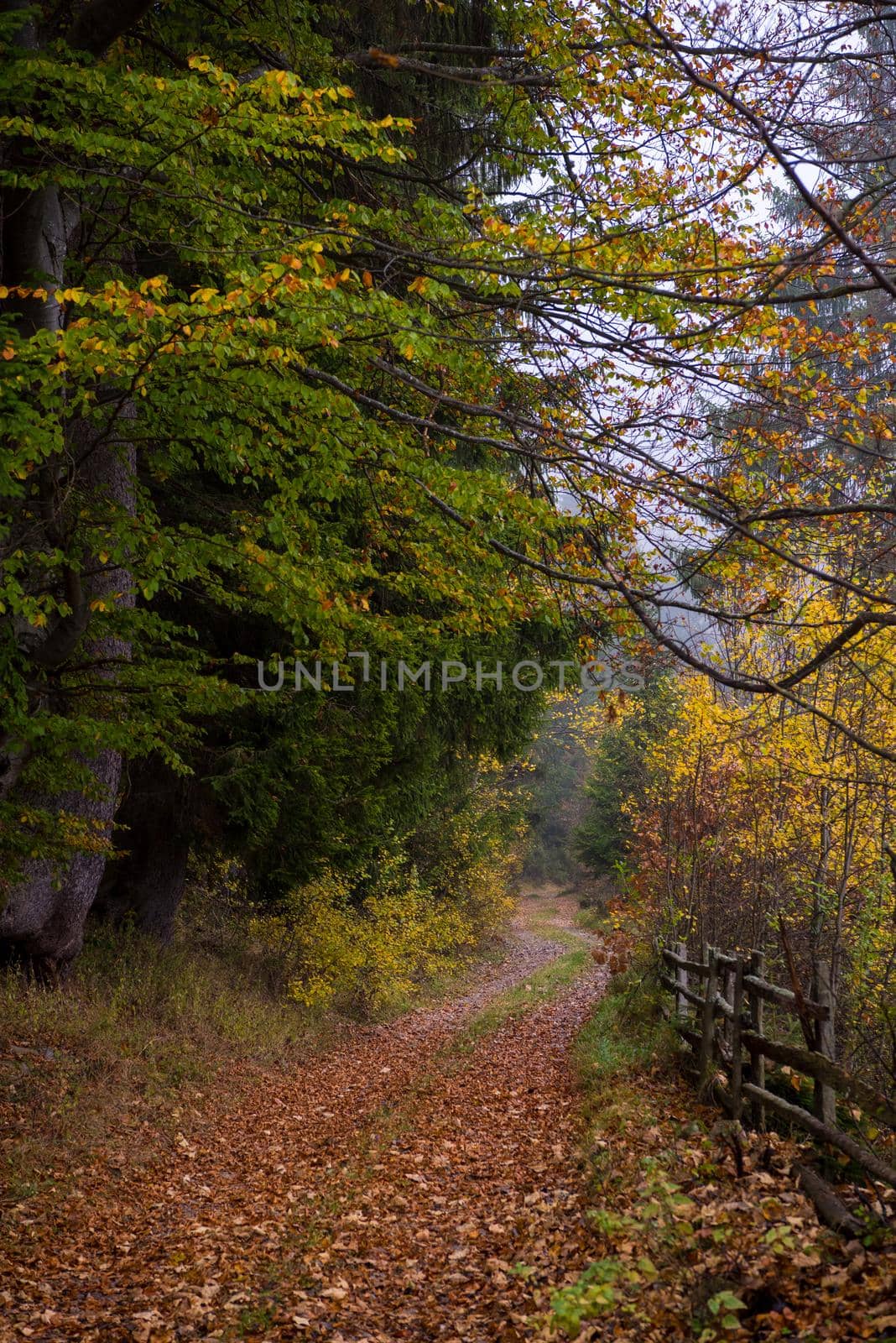 country road through the autumnal forest on a foggy morning