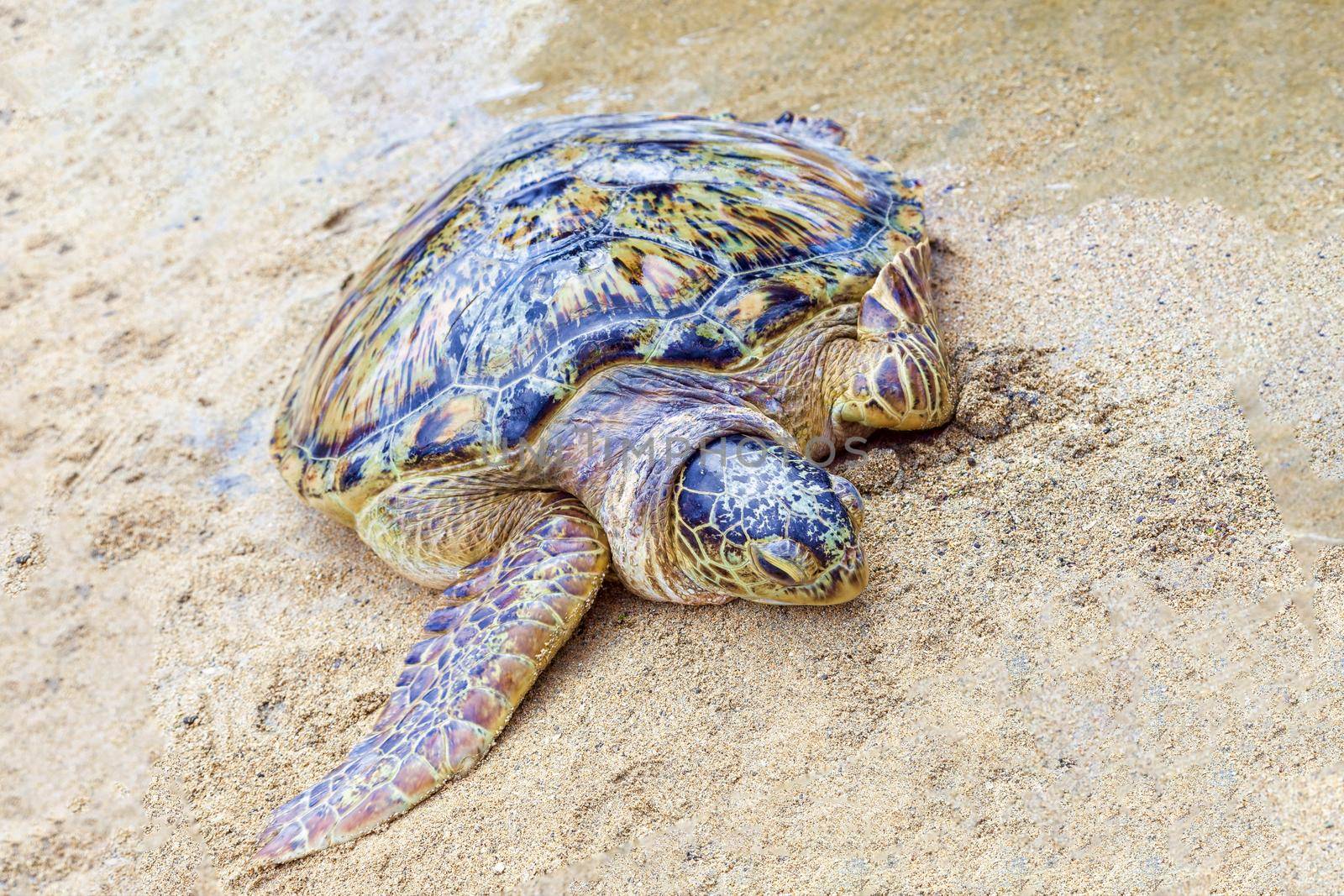 Big sea turtle on the sand. by kolesnikov_studio