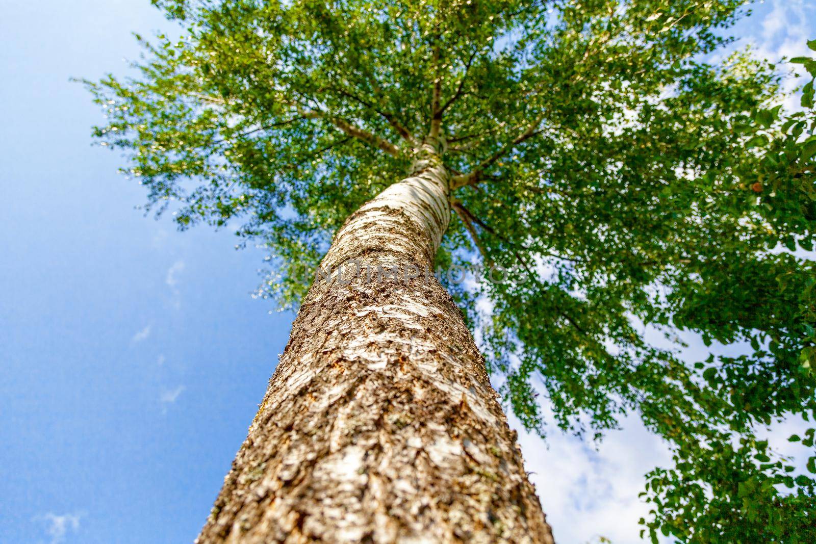 Birch trunk in the afternoon in good weather, view from below only on the clouds and blue sky. Russia, Kostroma region