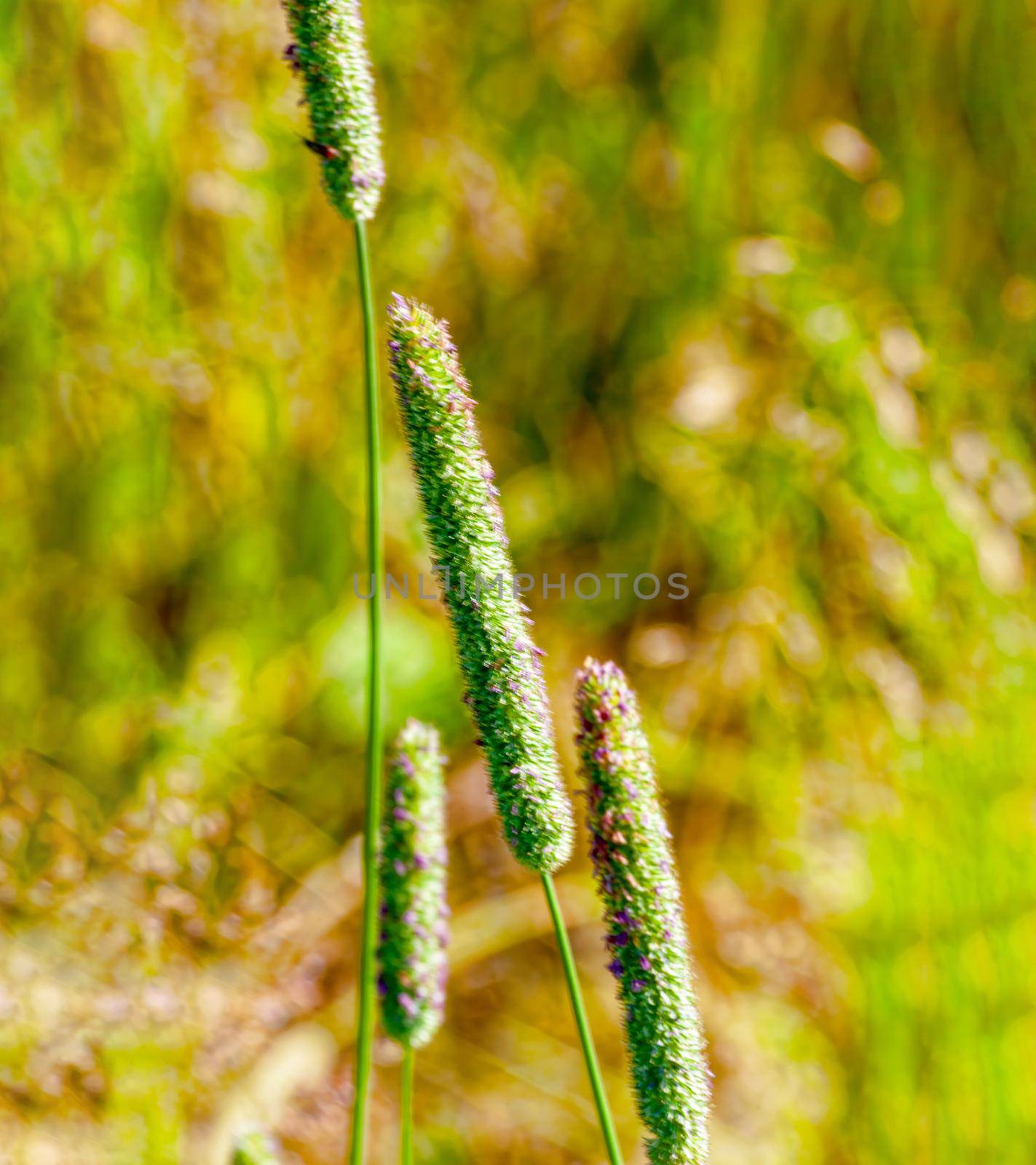 Beautiful wildflowers close-up, in sunny summer weather. Russia, Moscow region.