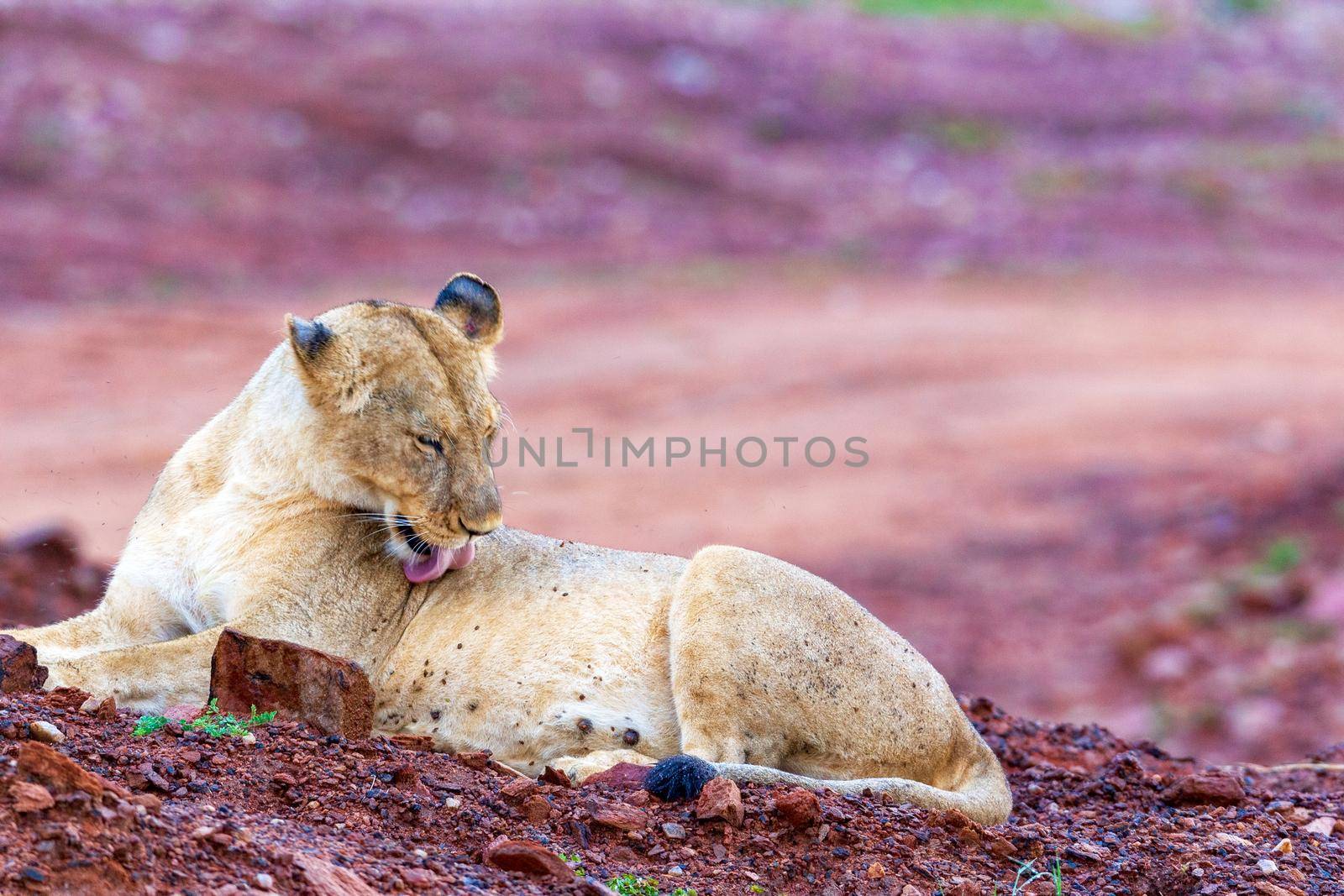 A young lioness licks herself tongue. Against the backdrop of rocky terrain, Kenya National Park. Wildlife photo Safari.