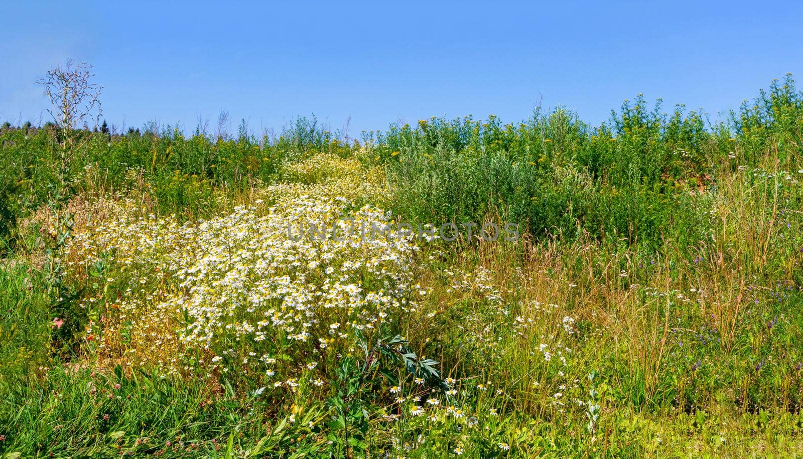 beautiful summer landscape with blossoming meadow and flowers. wild flowers blooming spring