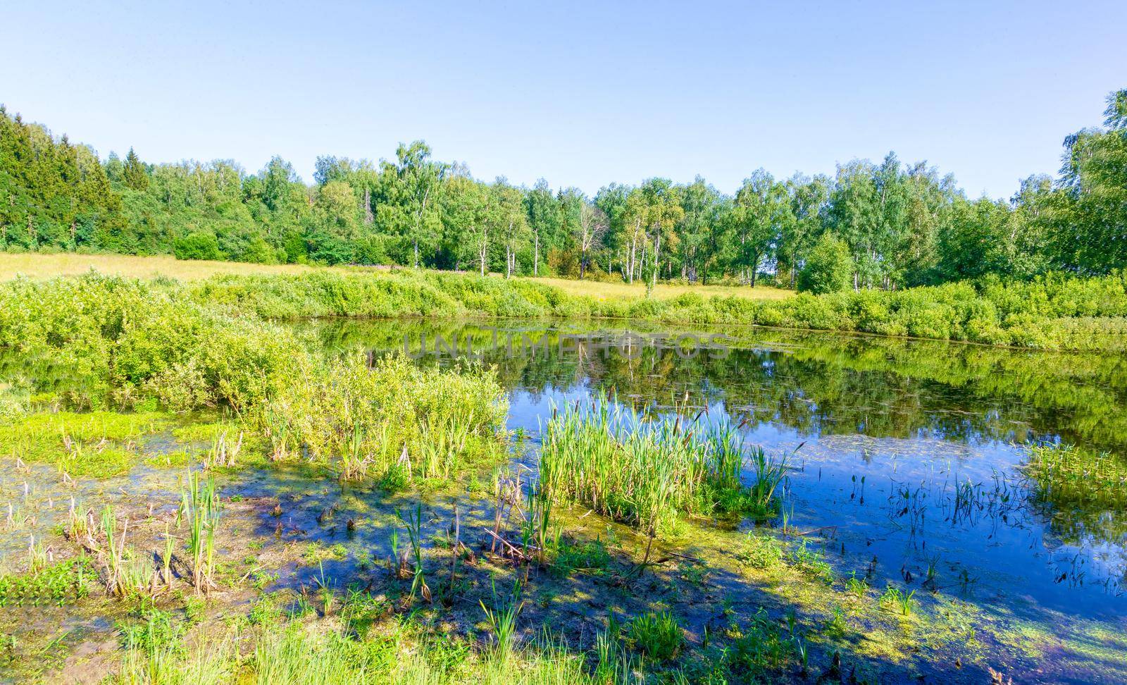 View of the picturesque marsh in the summer. by kolesnikov_studio