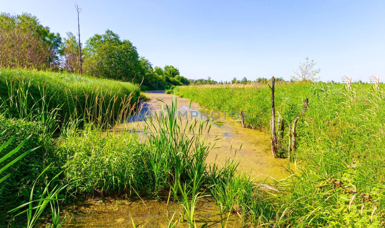 Picturesque swamp in the summer time on a sunny day. Wild nature, Russia, Moscow region.