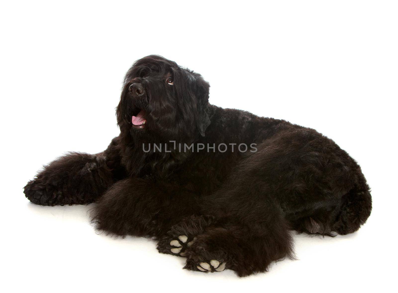 Large black shaggy dog lying tired on the floor - Isolated on white background