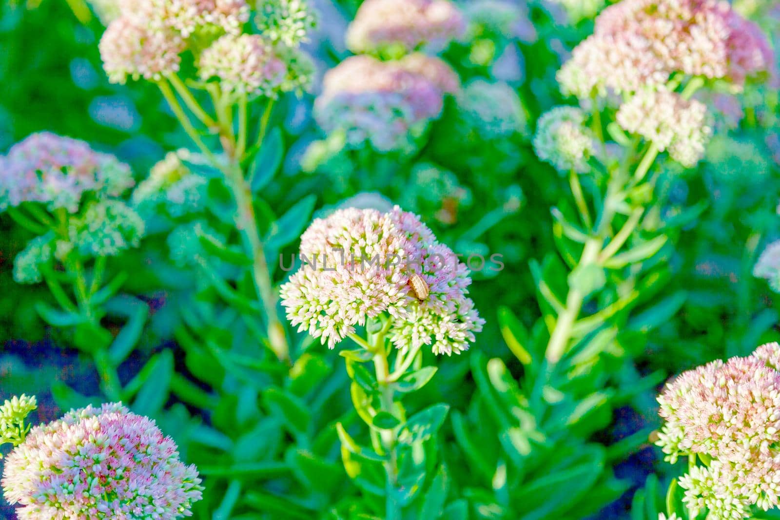 Beautiful wildflowers close-up, in sunny summer weather. Russia, Moscow region.