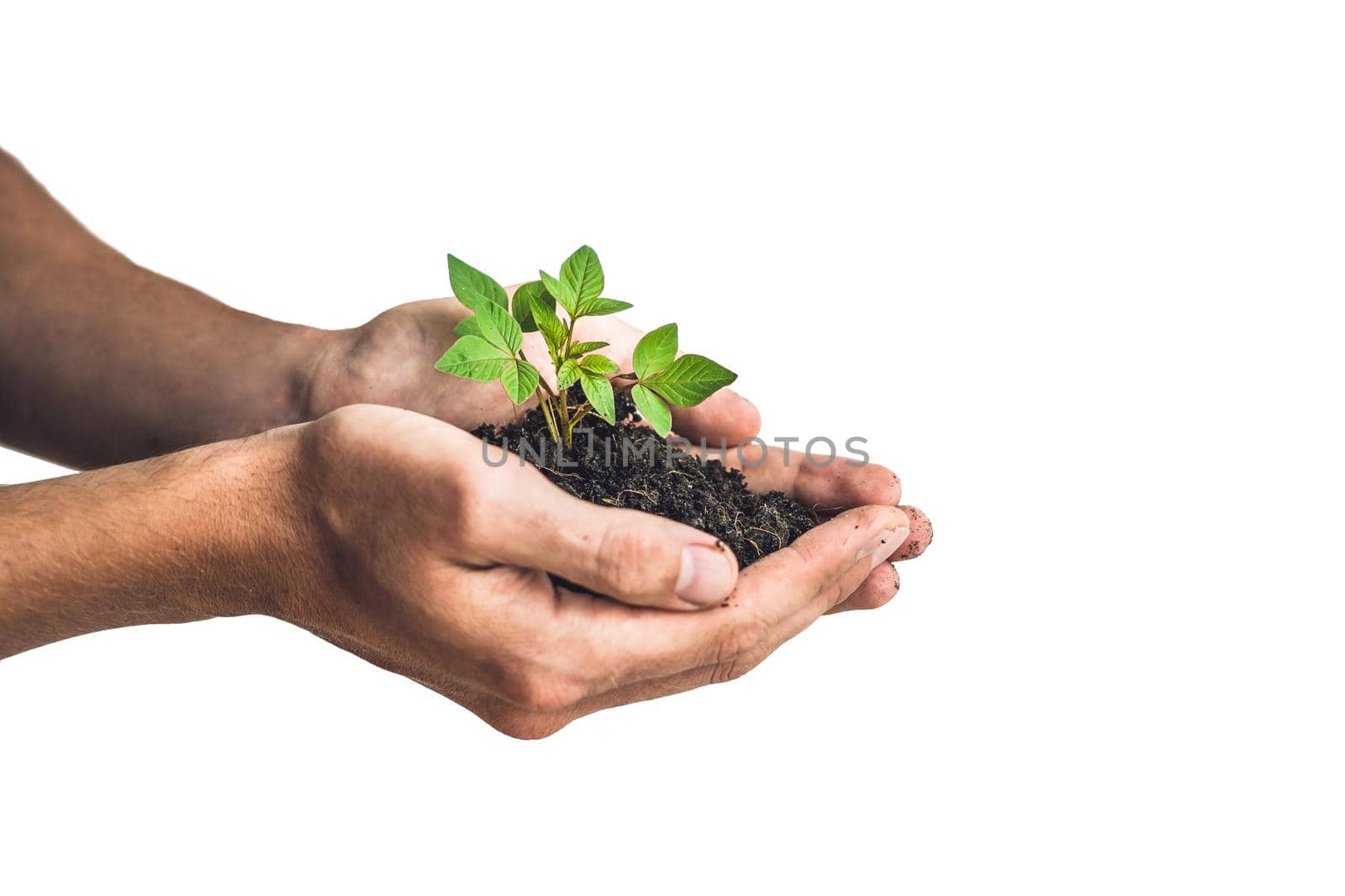 Hands holding young green plant, Isolated on white. The concept of ecology, environmental protection by galitskaya