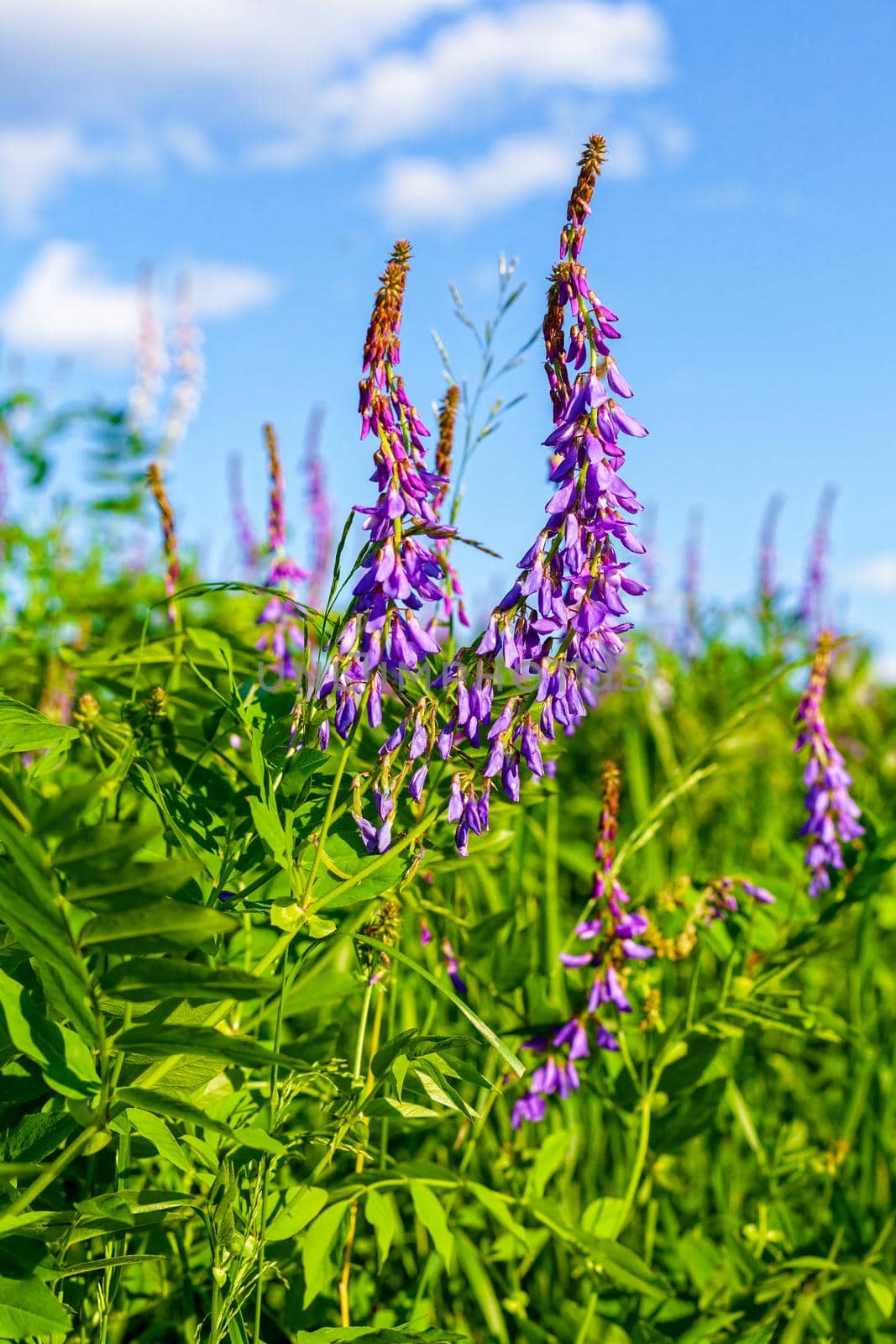 Beautiful wildflowers close-up, in sunny summer weather. Russia, Moscow region.