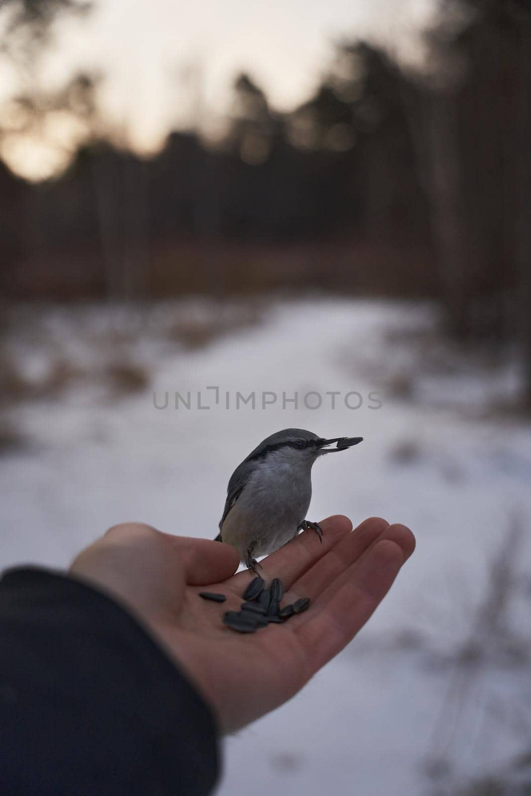 birds in the Siberian park. High quality photo