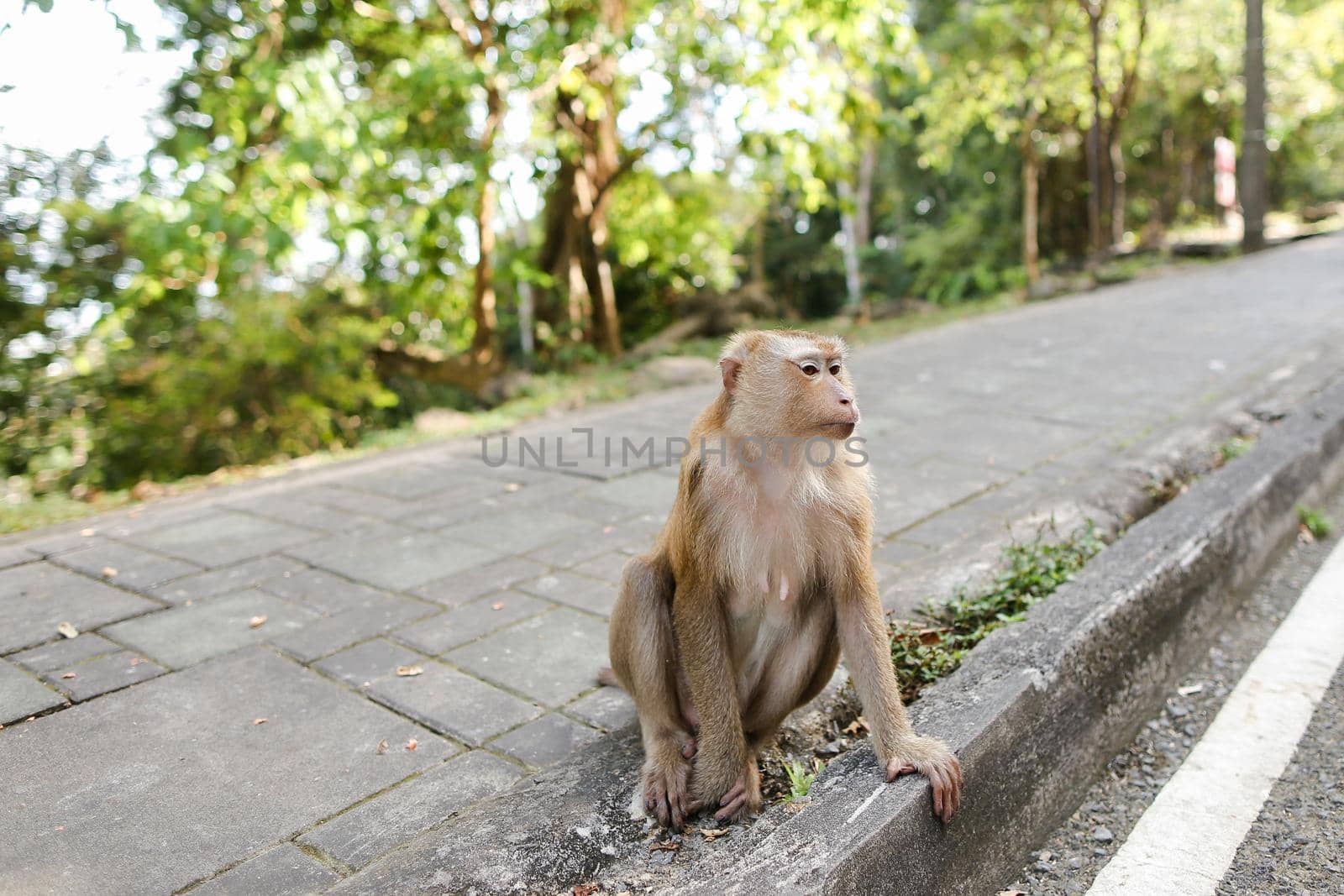 Little monkey sitting on road in India. Concept of asian fauna and exotic place.