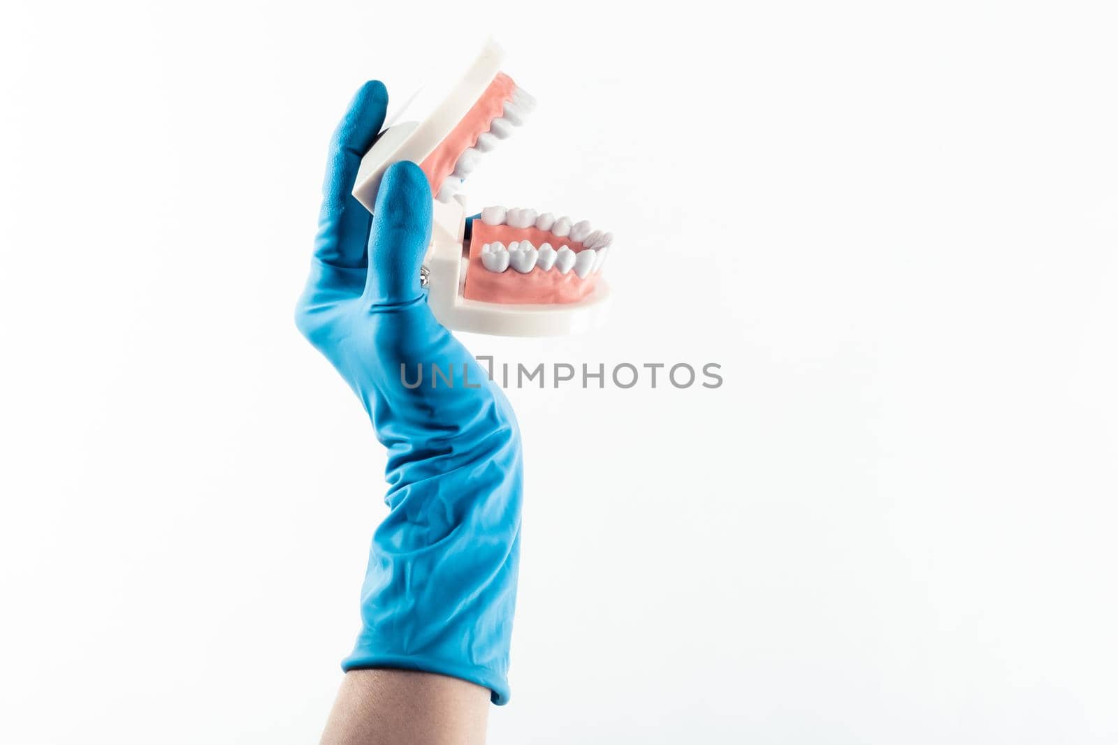 Hand in blue glove holding dental teeth model isolated on white background