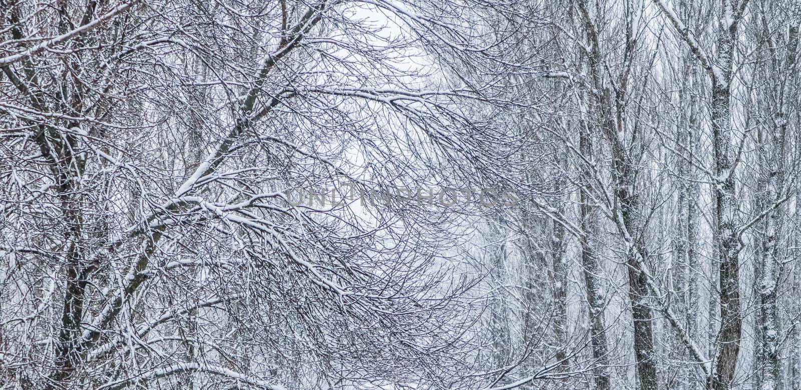 Snowing landscape, winter holiday concept - Fairytale fluffy snow-covered trees branches, nature scenery with white snow and cold weather. Snowfall in winter park. Soft focus