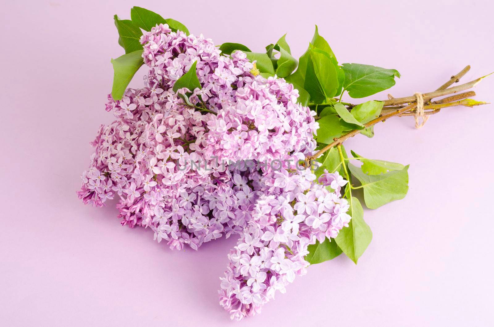 Blooming lilac branches on bright background. Studio Photo.
