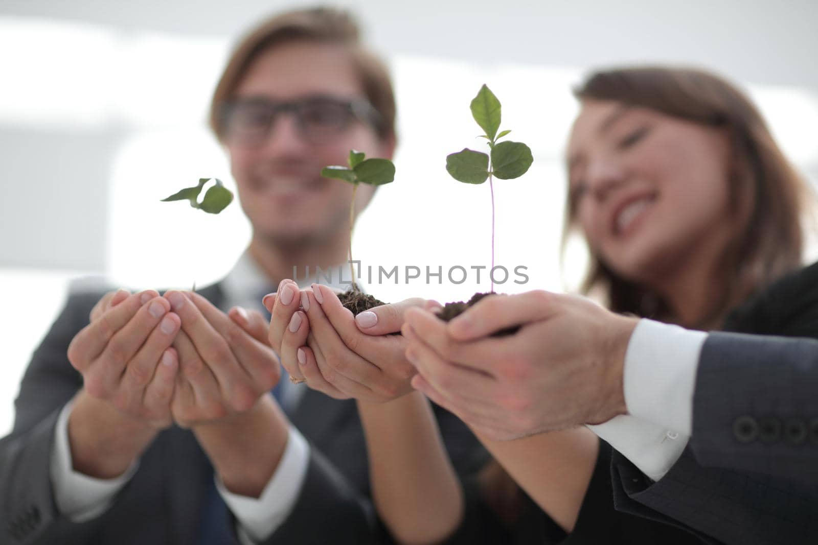 close up. the first shoots in the hands of the business team.the concept of a startup