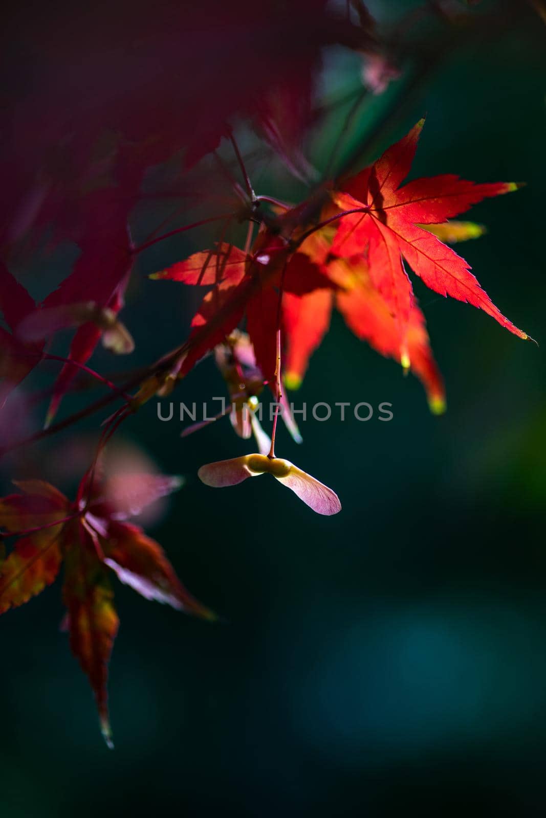 Japanese autumnal garden by Elet