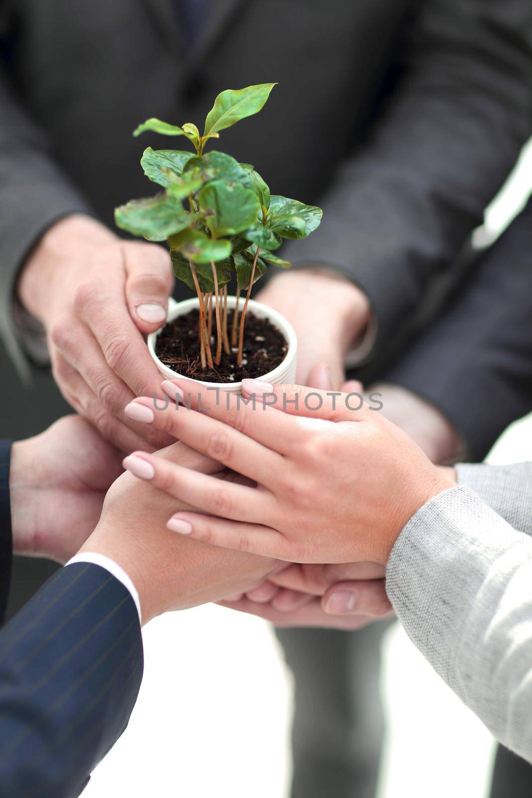 close up.a fragile little sprout in the hands of the business team by asdf