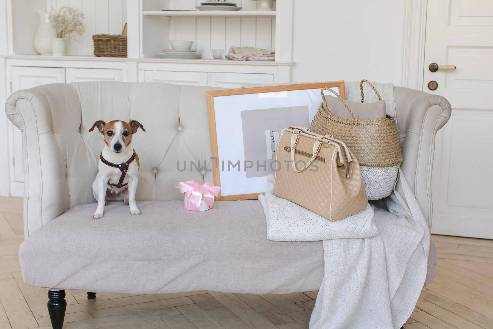 Dog Jack Russell Terrier sits on the couch and looks at the camera with a retro suitcase. Horizontal indoors shot of light interior with small couch.