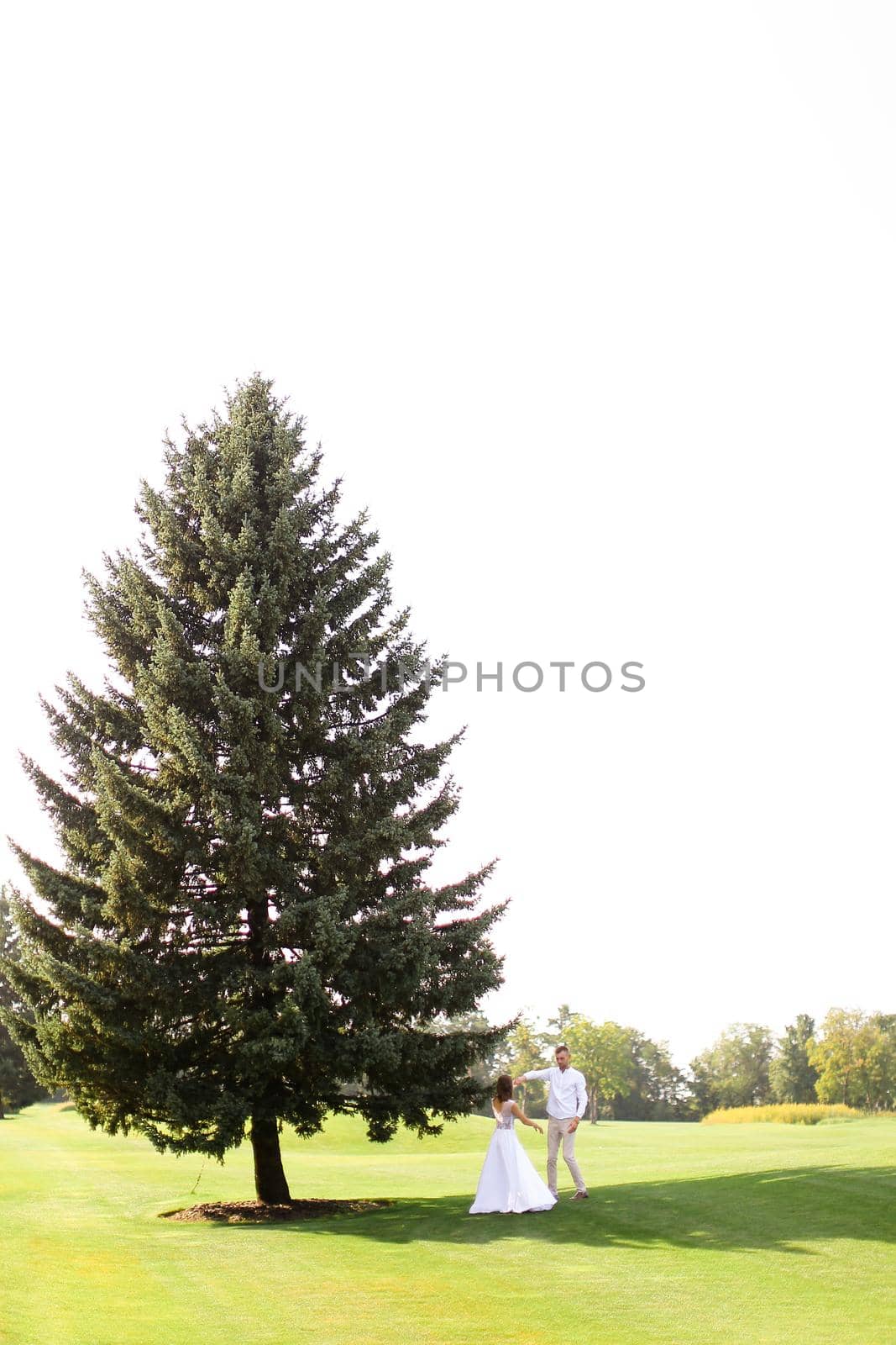 Young bride and groom walking near green big spruce on grass in white sky background. Concept of evergreens and wedding.