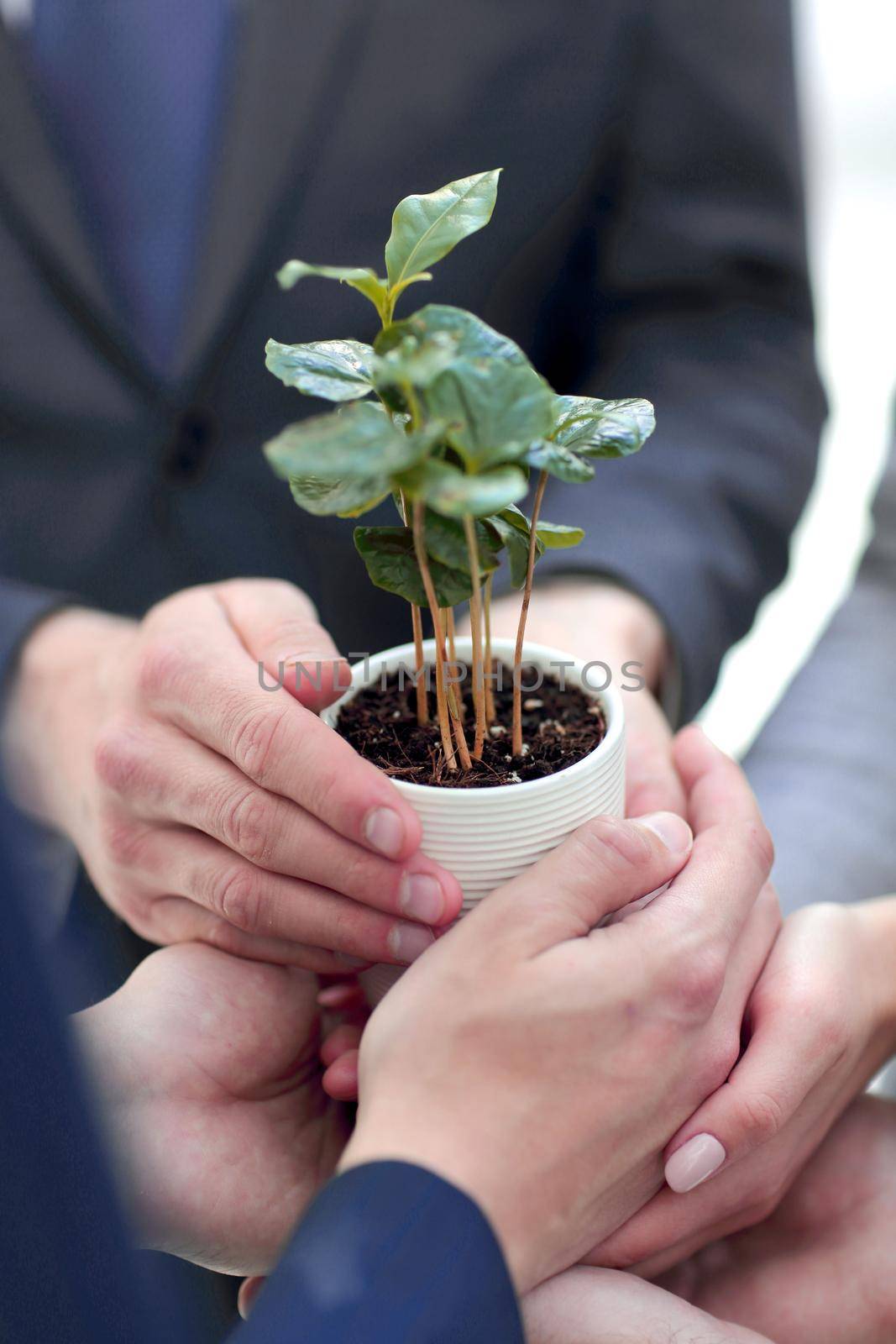 close up.young green shoots in the hands of the business team.The concept of a startup