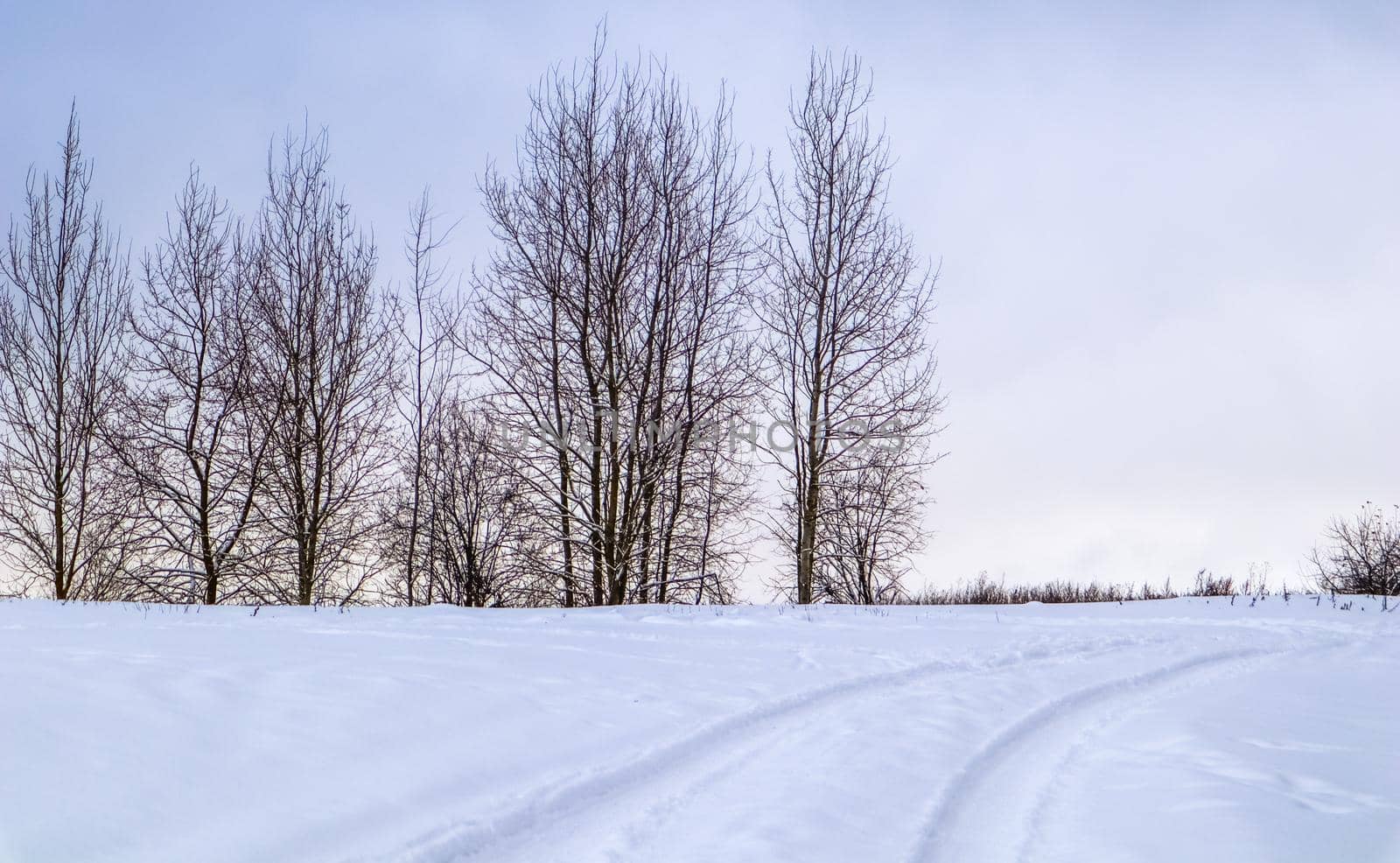 Snow-covered field, white road and a group of trees on the horizon. Winter landscape